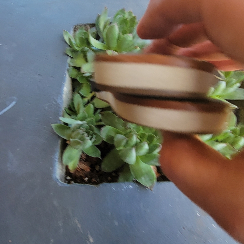 Black Flip Flops - image 5